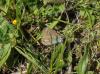 Polyommatus icarus